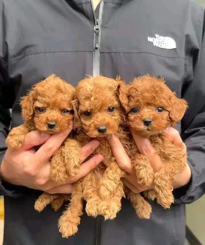 توله سگ تاینی توی پودل تیکاپ|سگ|تهران, وردآورد|دیوار