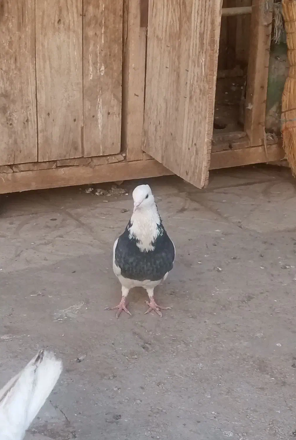 فروش کفتر طوقی|پرنده|ساوه, |دیوار