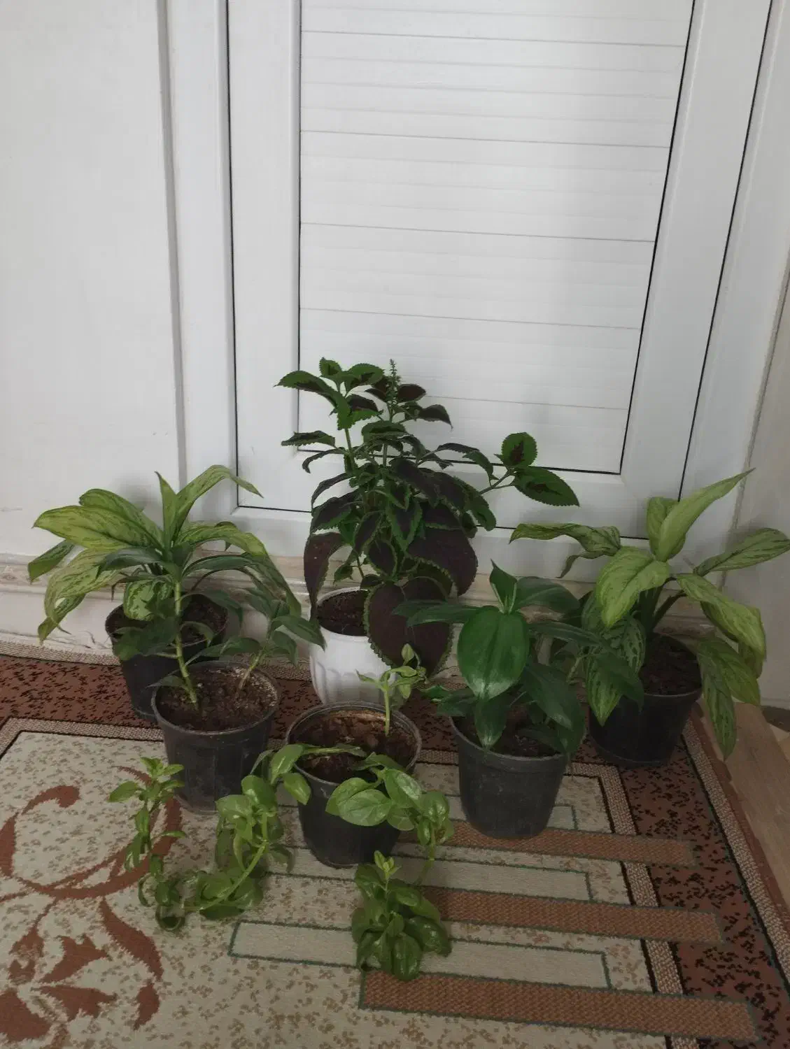 تعدادی گل|گل و گیاه طبیعی|اسلام‌‌آباد غرب, |دیوار