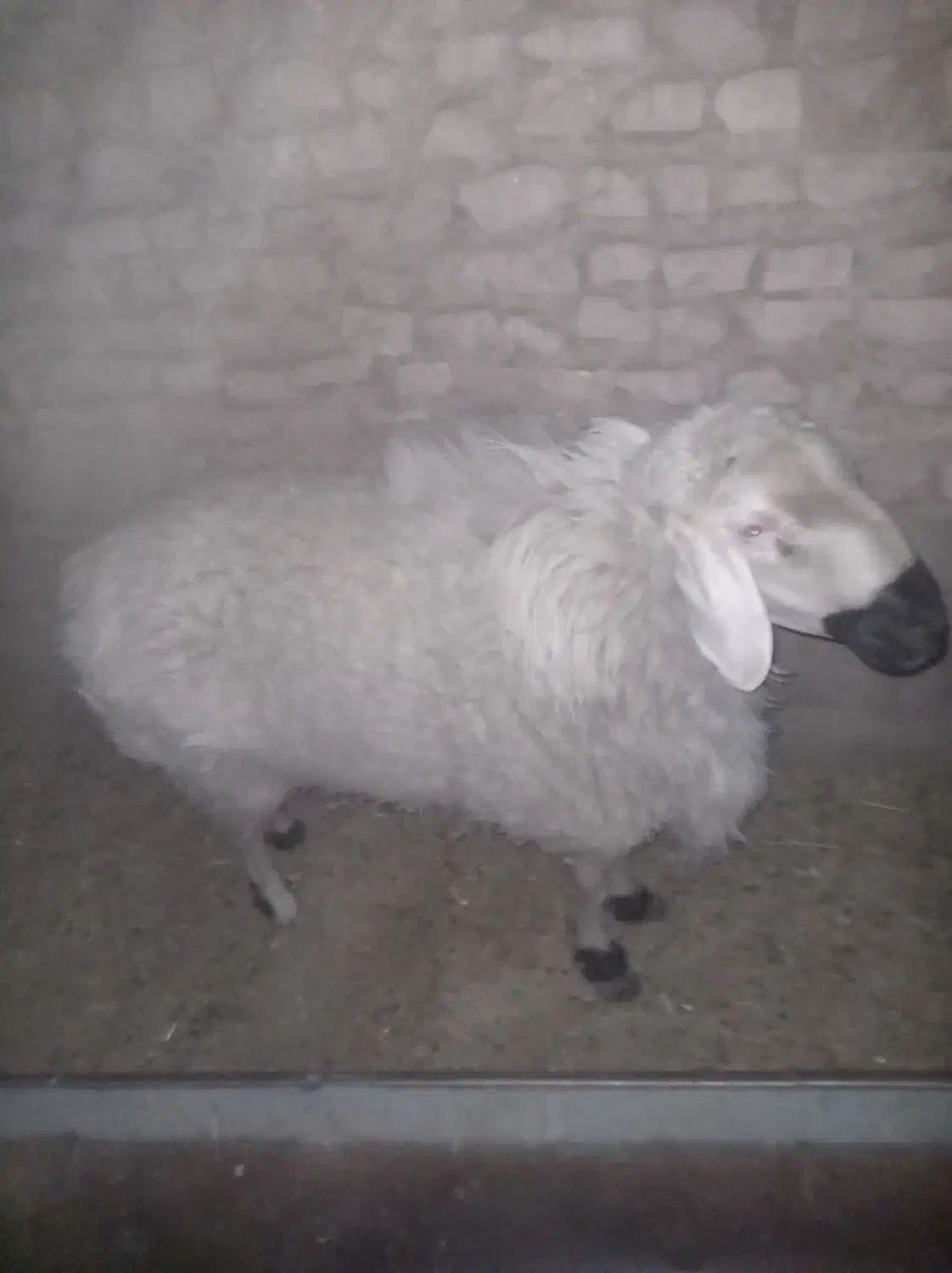 قوچ چاق|حیوانات مزرعه|سده (خراسان جنوبی), |دیوار