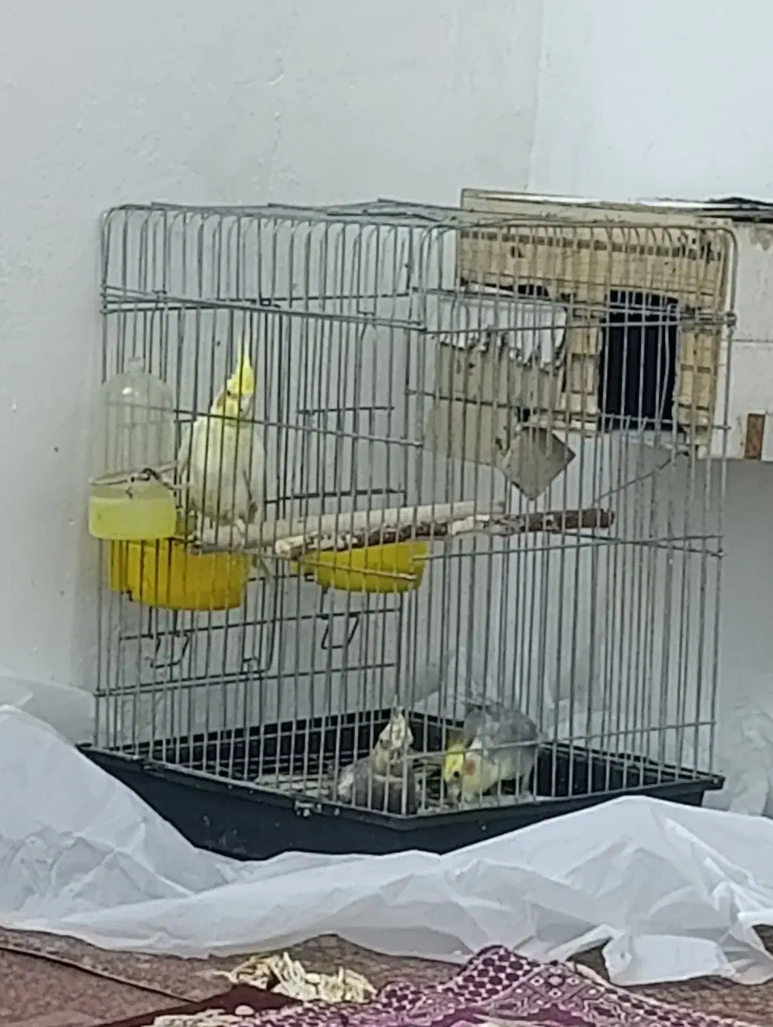 عروس هلندی مولد|پرنده|تهران, باغ خزانه|دیوار