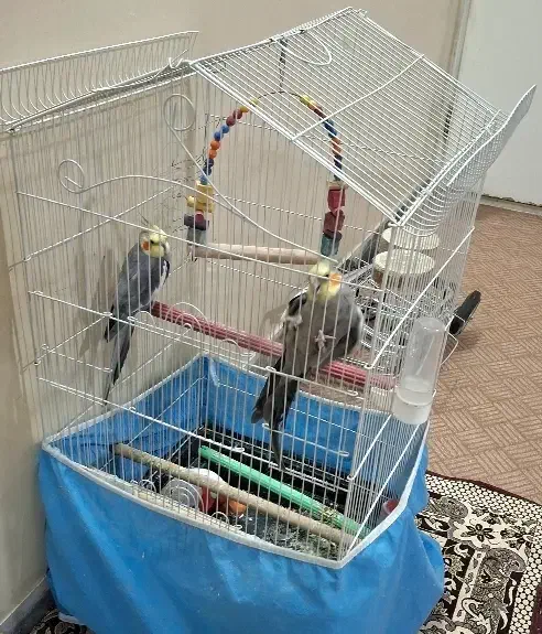 عروس هلندی نرسخنگو|پرنده|قم, تعویض پلاک|دیوار