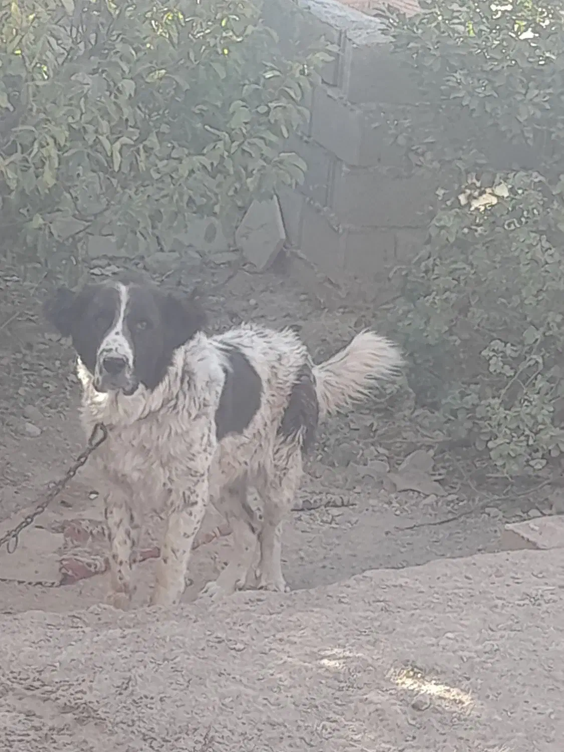 توله لاس یک سال نیمه|سگ|زنده رود, |دیوار