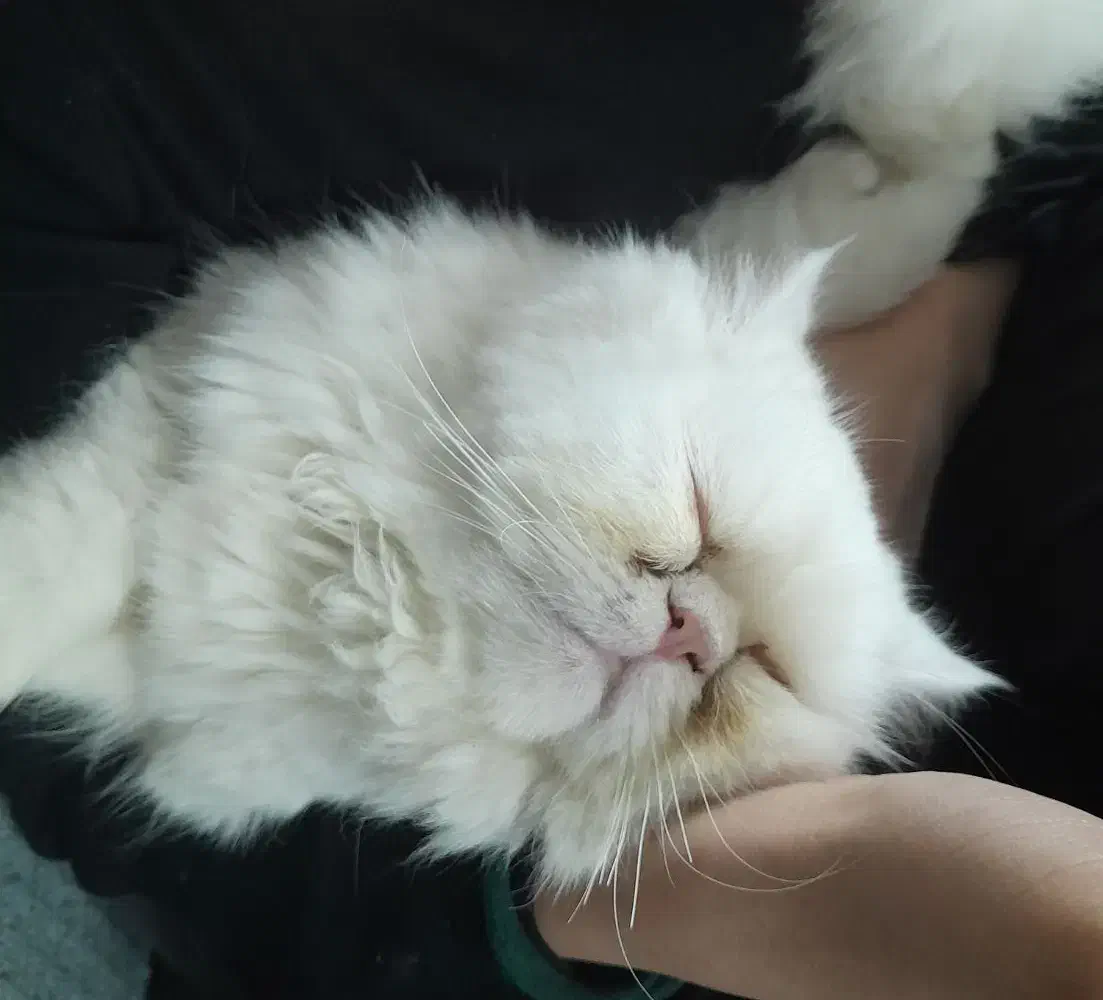 گربه گم شده|حیوانات|مشهد, رستگار|دیوار