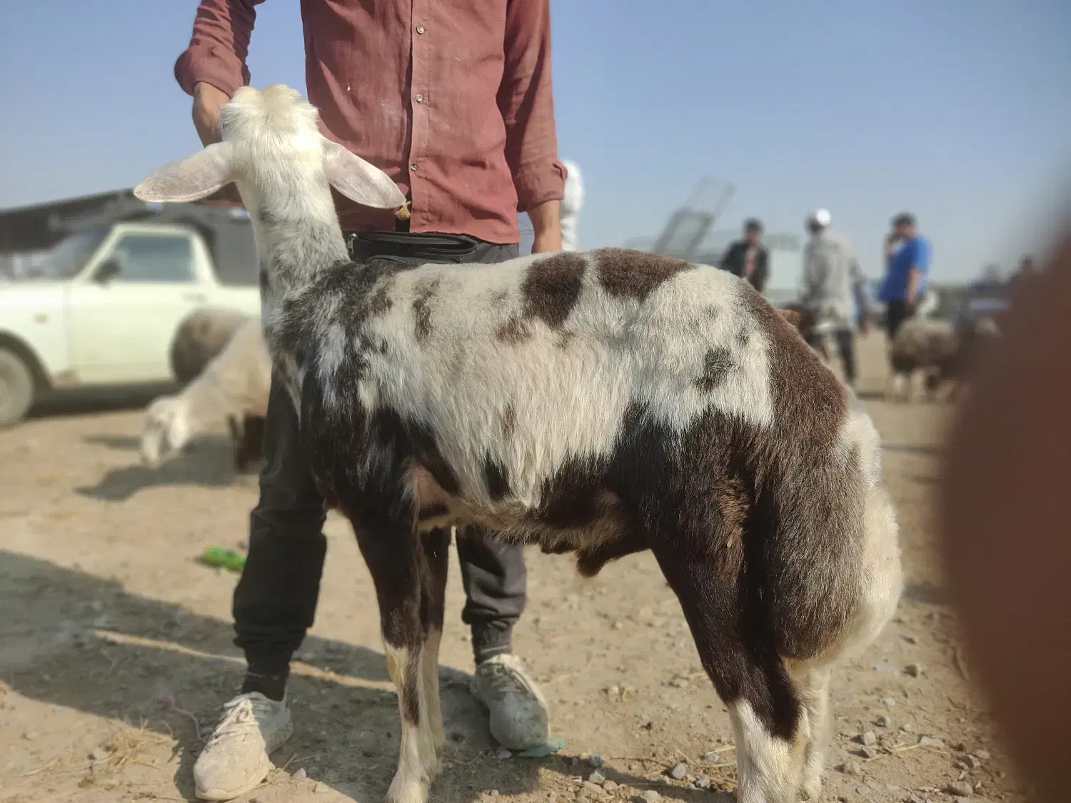 بره قوچ بروجردی اصل|حیوانات مزرعه|سیمین شهر, |دیوار