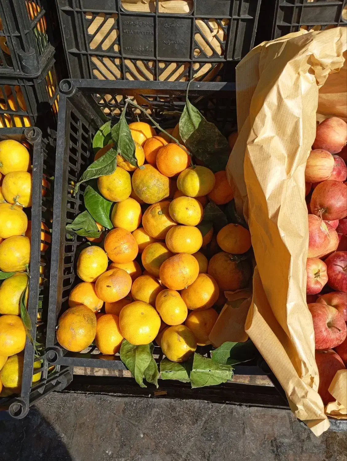 سیب قرمز استخوانی و نارنگی شیرین|خوردنی و آشامیدنی|جوانرود, |دیوار