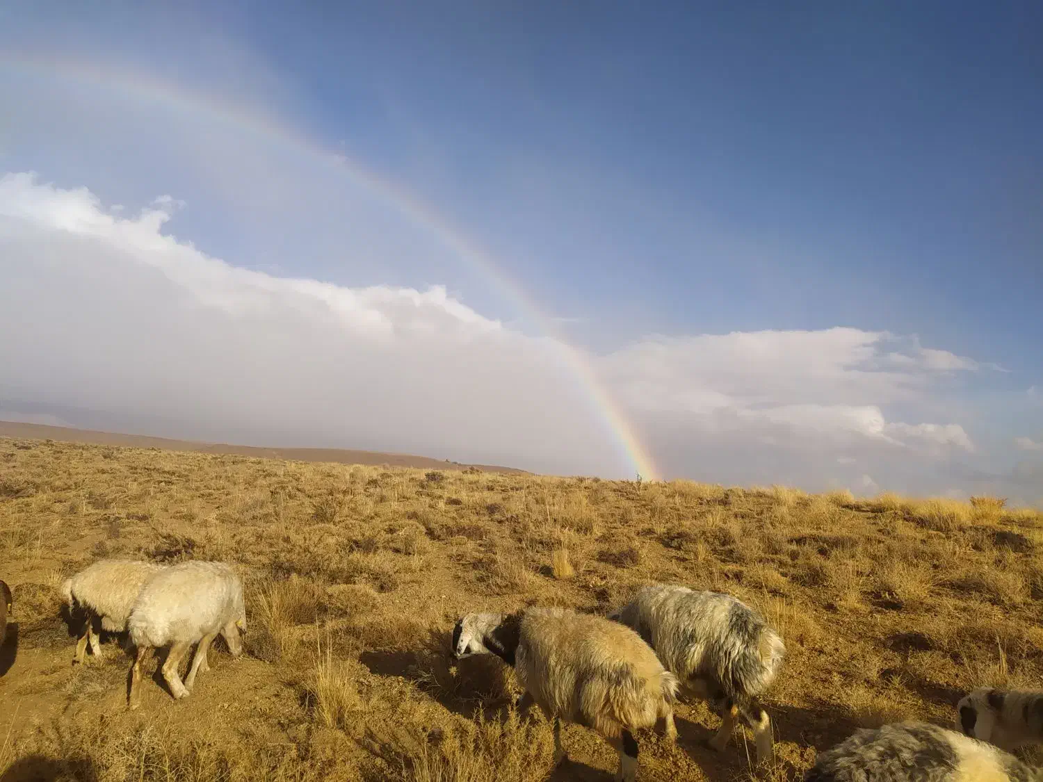 میش داشتی جوان|حیوانات مزرعه|وردشت, |دیوار
