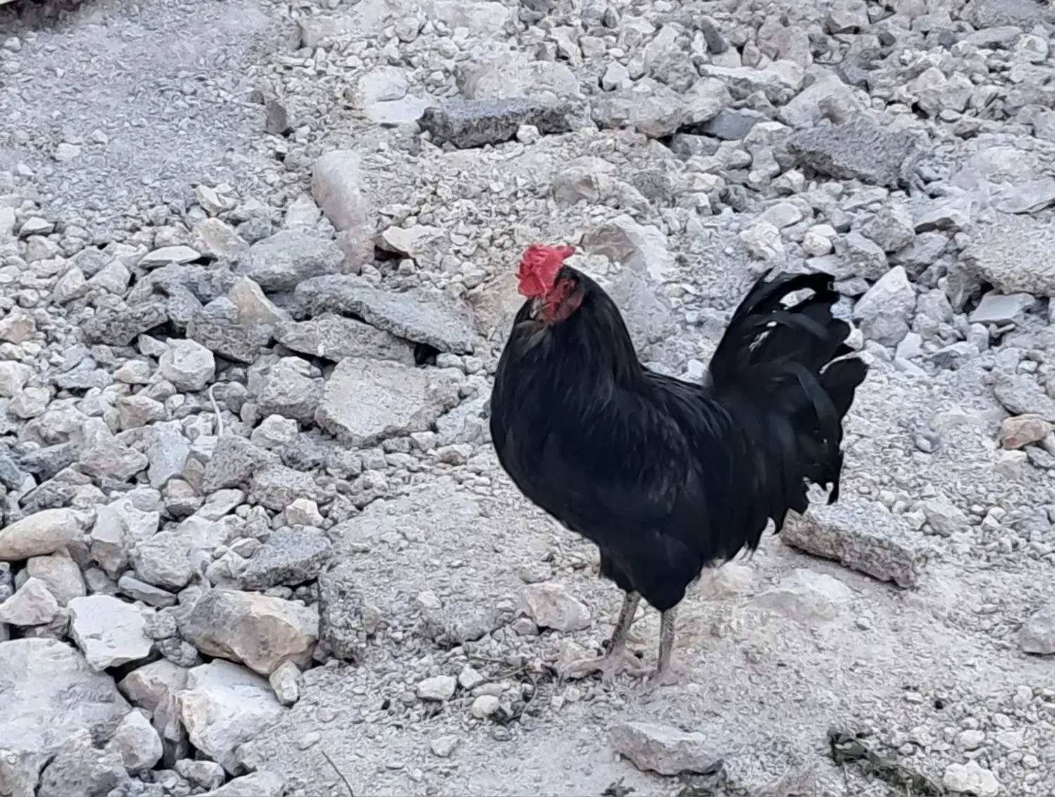 خروس|حیوانات مزرعه|خورموج, |دیوار