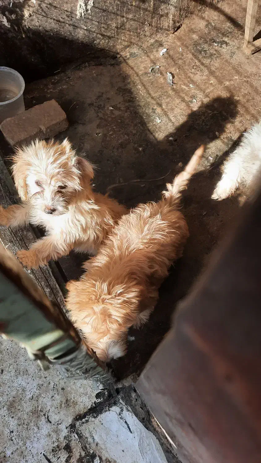 سگ شیتزو اماده تربیت|سگ|کاشان, فاز ۲ ناجی آباد|دیوار