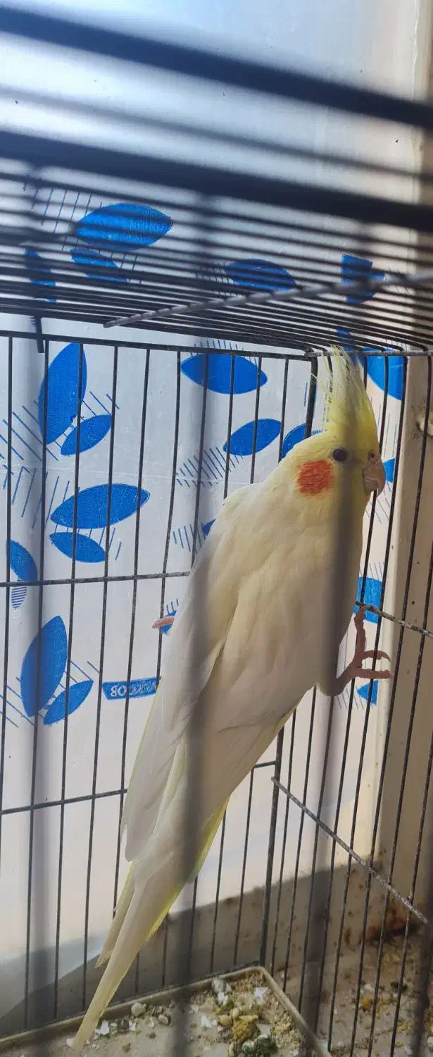 عروس هلندی لوتینو با کیفیت|پرنده|جم, |دیوار