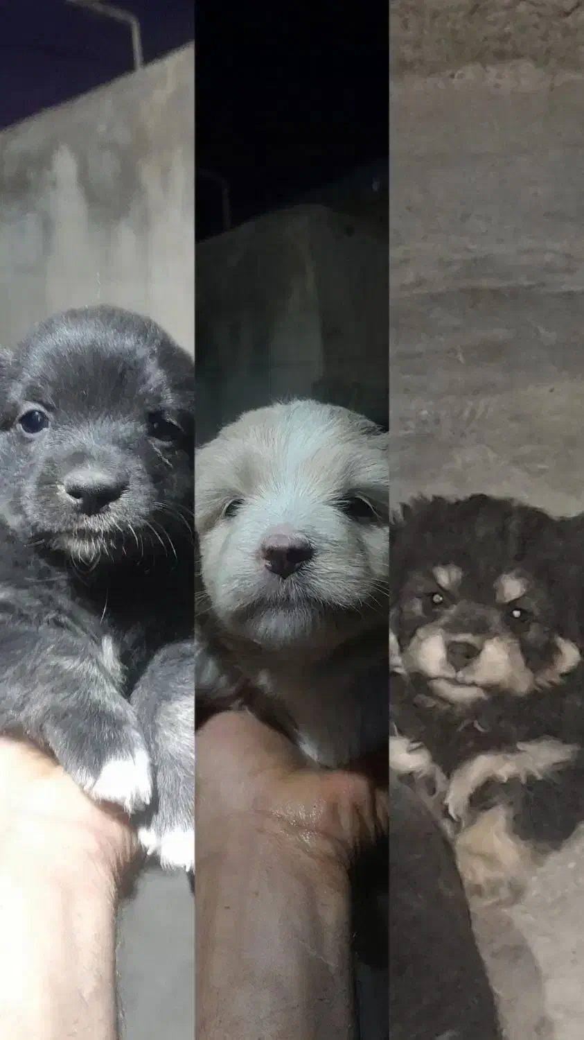 واگذاری توله پا کوتاه|سگ|تهران, خلیج فارس|دیوار