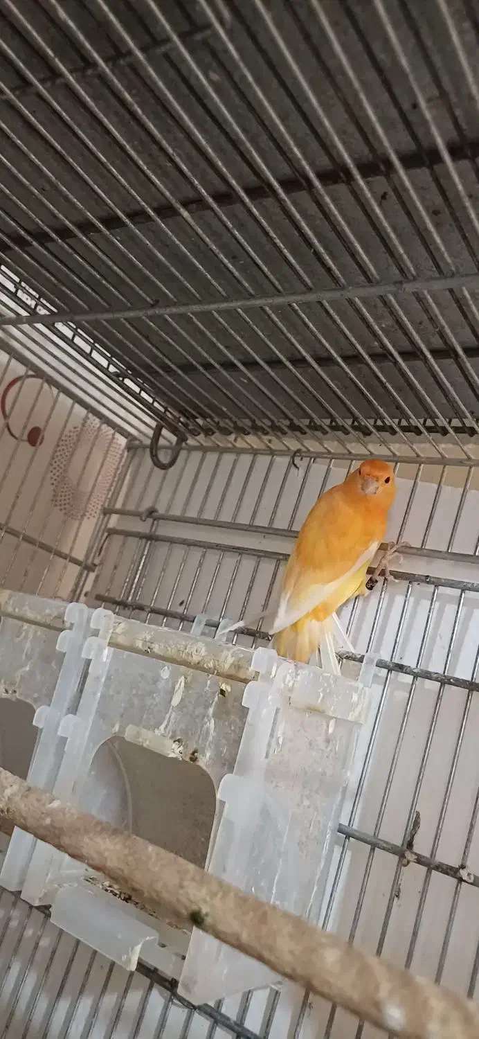 قناری سرخ نر نیمه مست|پرنده|شاهینشهر, شهرک امام علی|دیوار