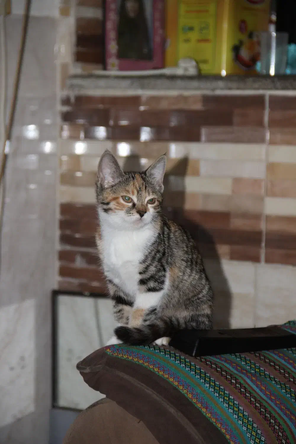 گربه گمشده|حیوانات|مشهد, رده|دیوار