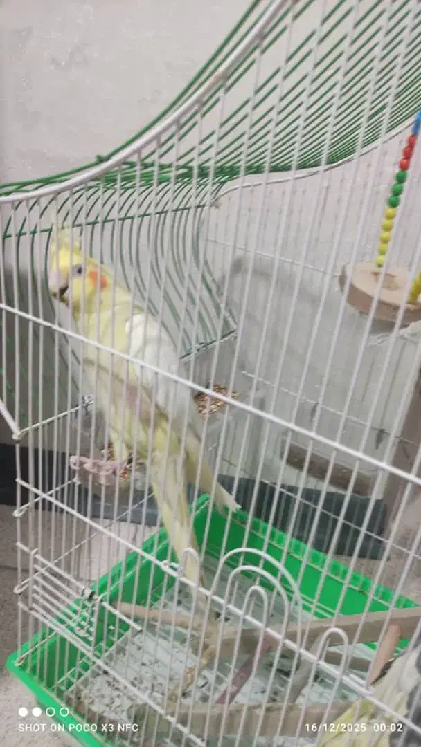 عروس هلندی|پرنده|الوند, |دیوار