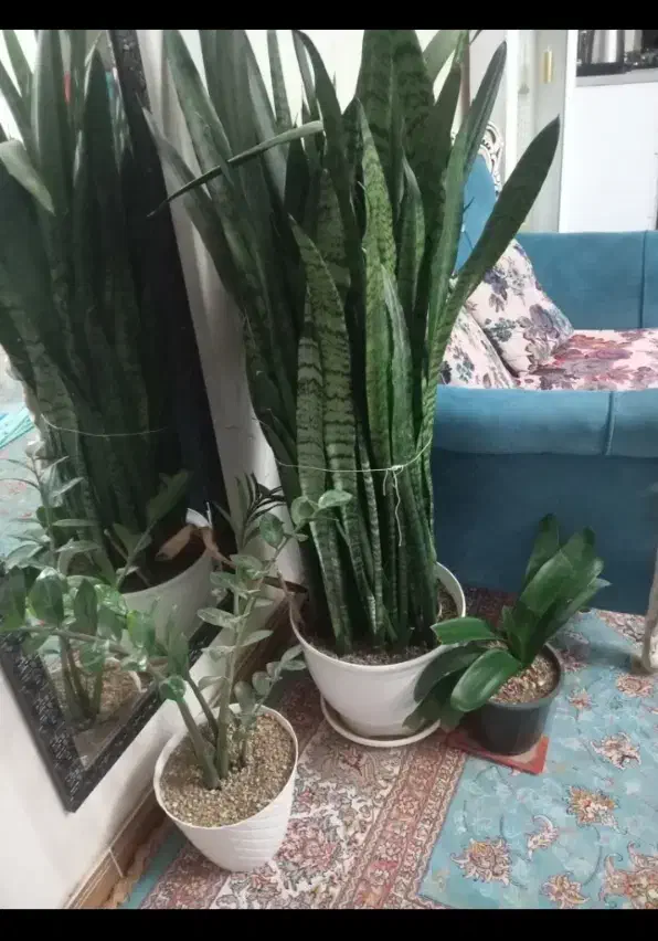 گل سانسوریا،زاموفیلیا|گل و گیاه طبیعی|قدس, شهر‌قدس|دیوار