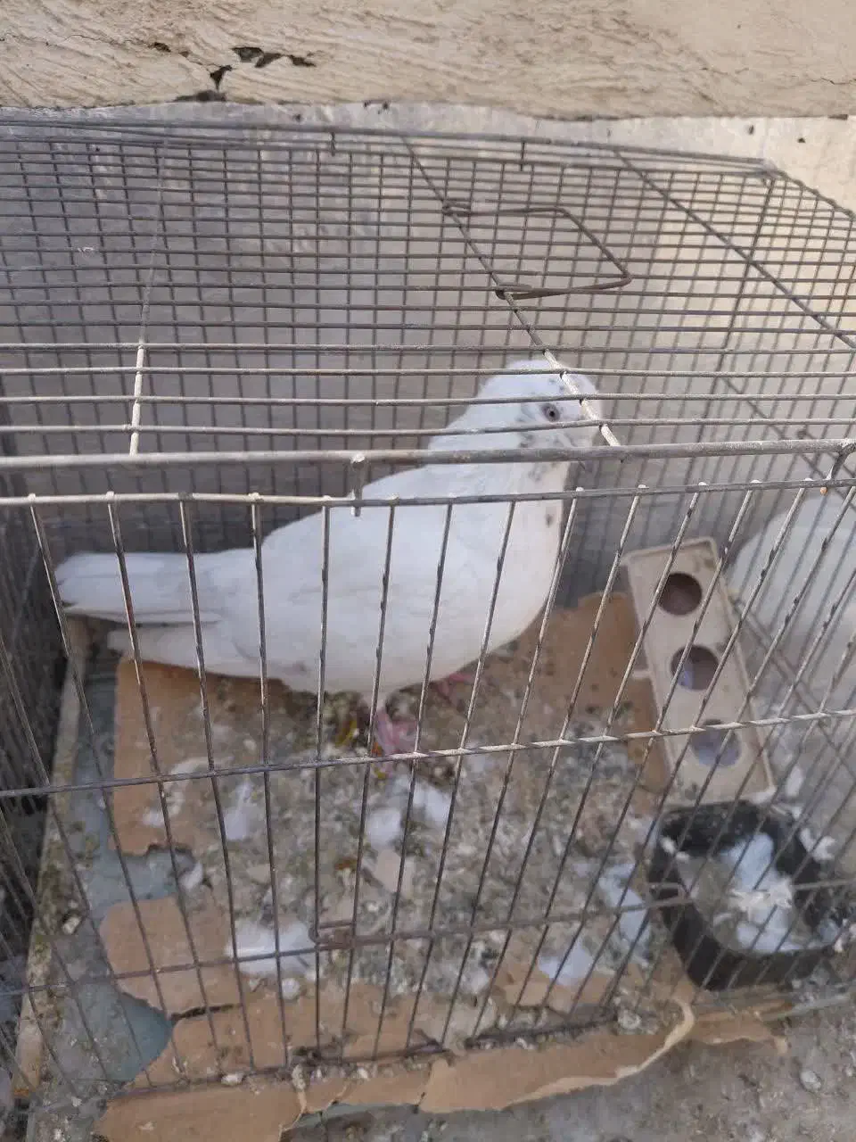 کبوتر|پرنده|تهران, ائمه اطهار|دیوار