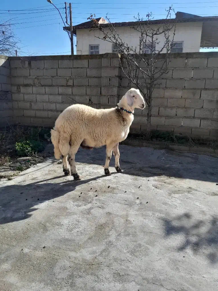 توقلی قوچی نر|حیوانات مزرعه|گمیشان, |دیوار