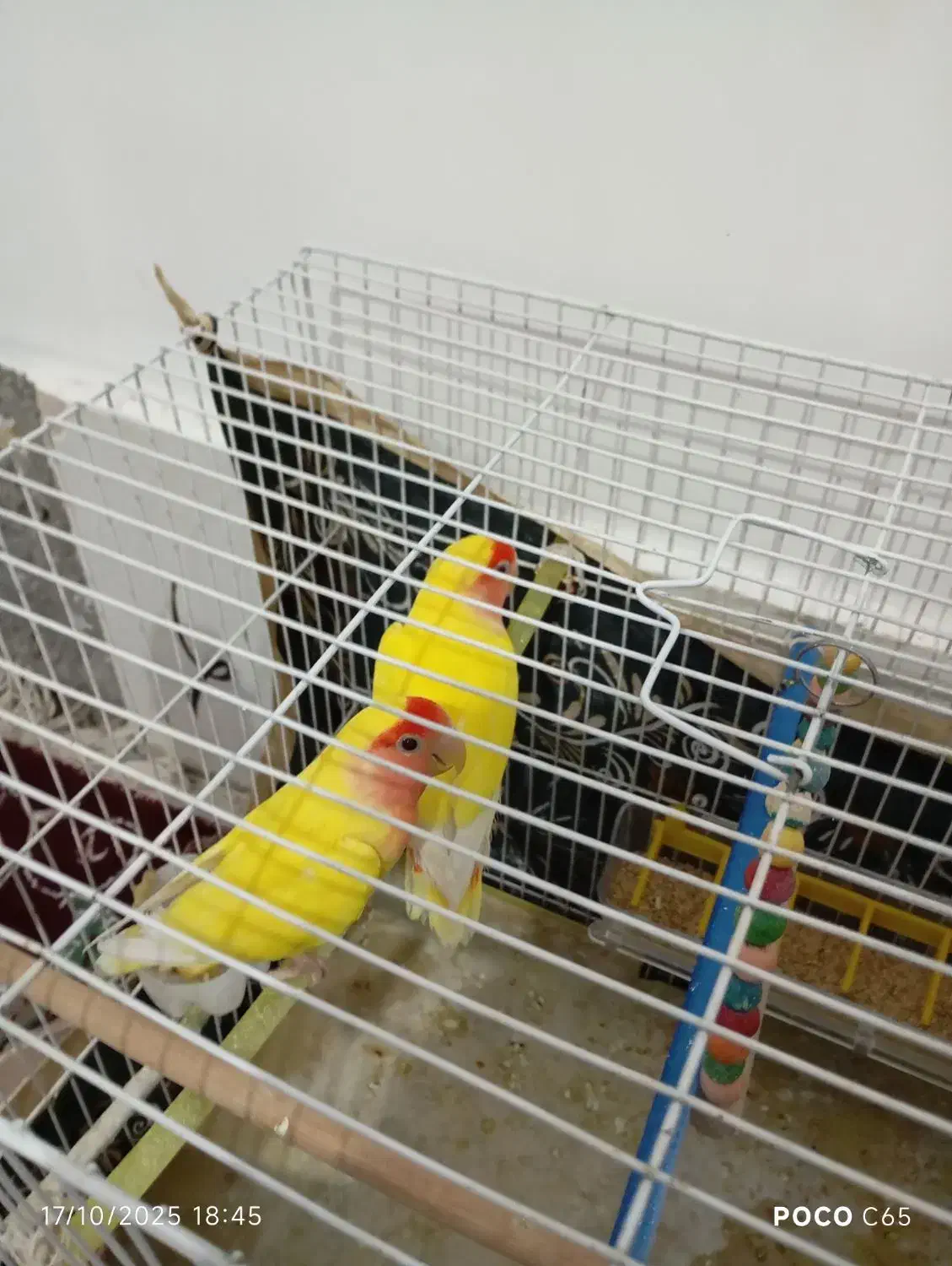 سلام یک جفت کوتوله برزیلی|پرنده|سلیمان, |دیوار