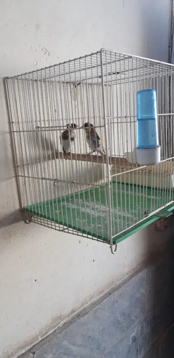 سهره|پرنده|نهاوند, |دیوار