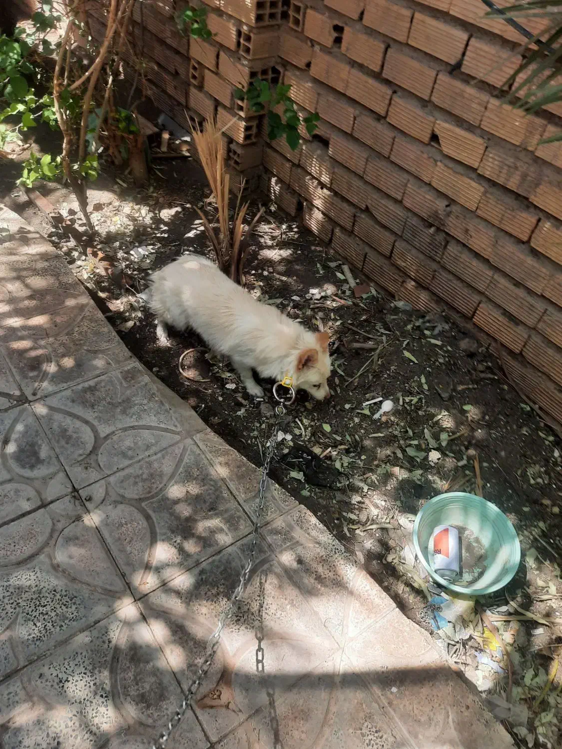 توله پامر|سگ|بم, |دیوار