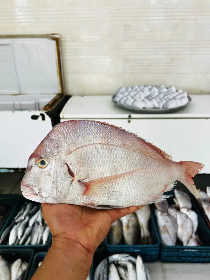 پخش ماهی دریایی و پرورشی درجه یک|ماهی|اهواز, کمپلو جنوبی|دیوار