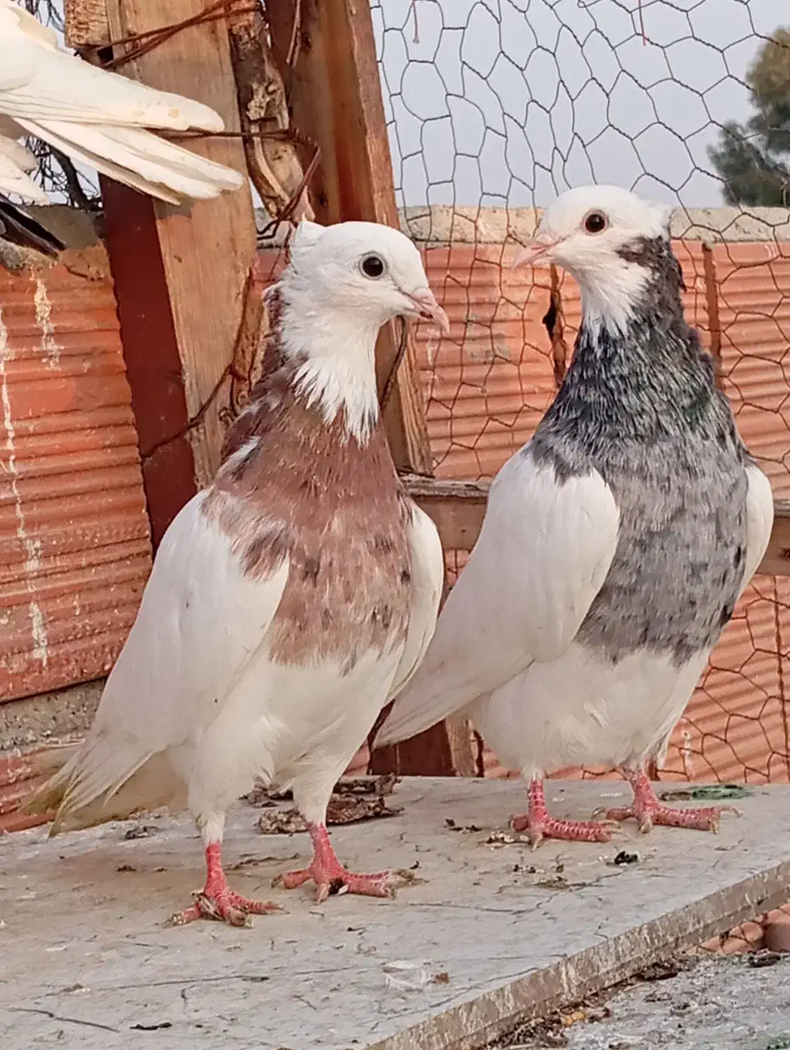 کبوتر طوقی کاکولی|پرنده|گنبد کاووس, |دیوار