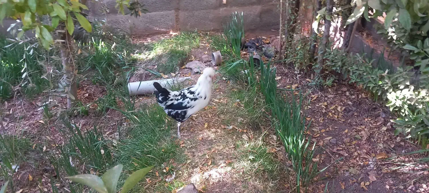 مرغ گلین درحال تخم|حیوانات مزرعه|کرمان, |دیوار