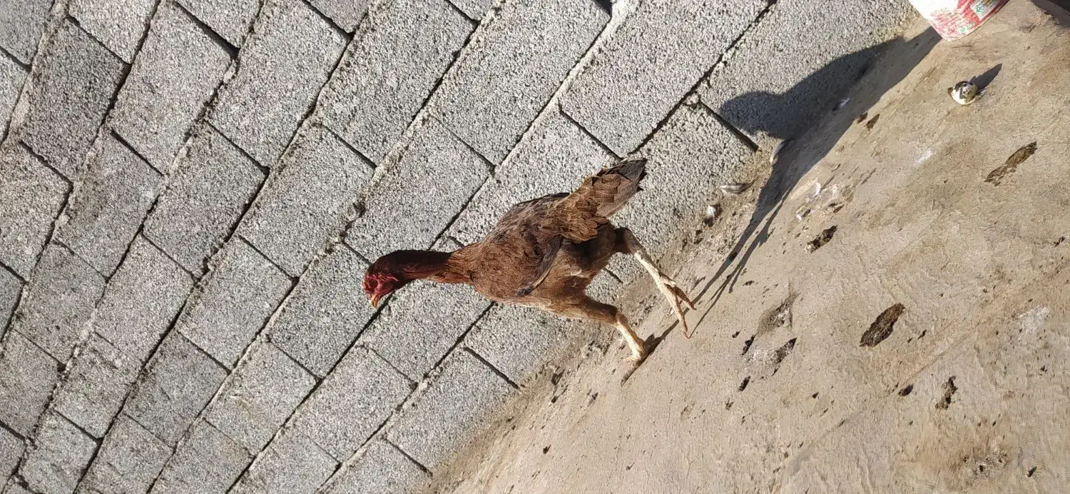 خروس لاری|حیوانات مزرعه|گرمی, |دیوار