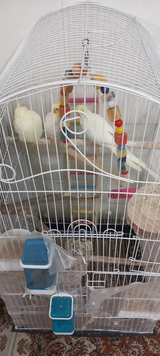 عروس،هلندی|پرنده|گلستان (تهران), |دیوار