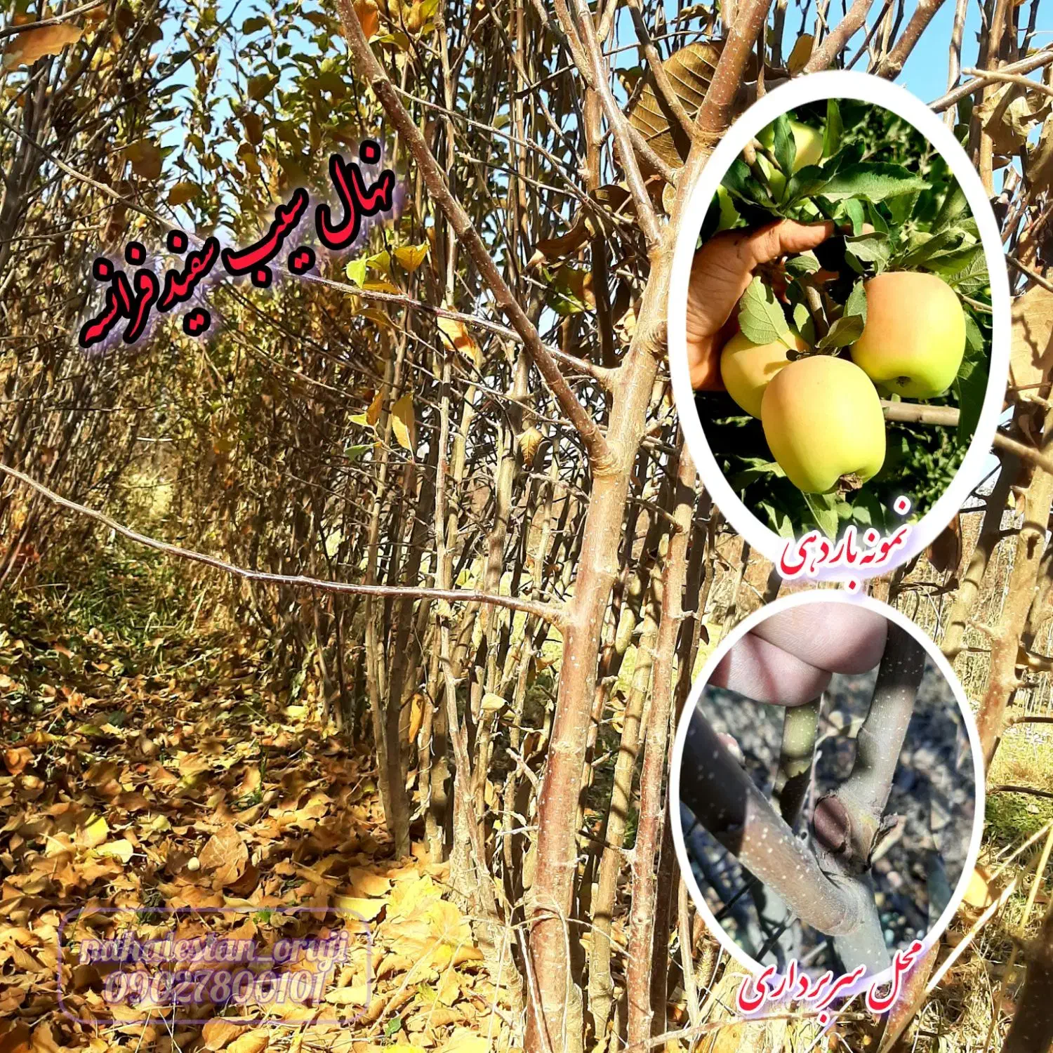 نهال سیب|گل و گیاه طبیعی|میاندوآب, |دیوار