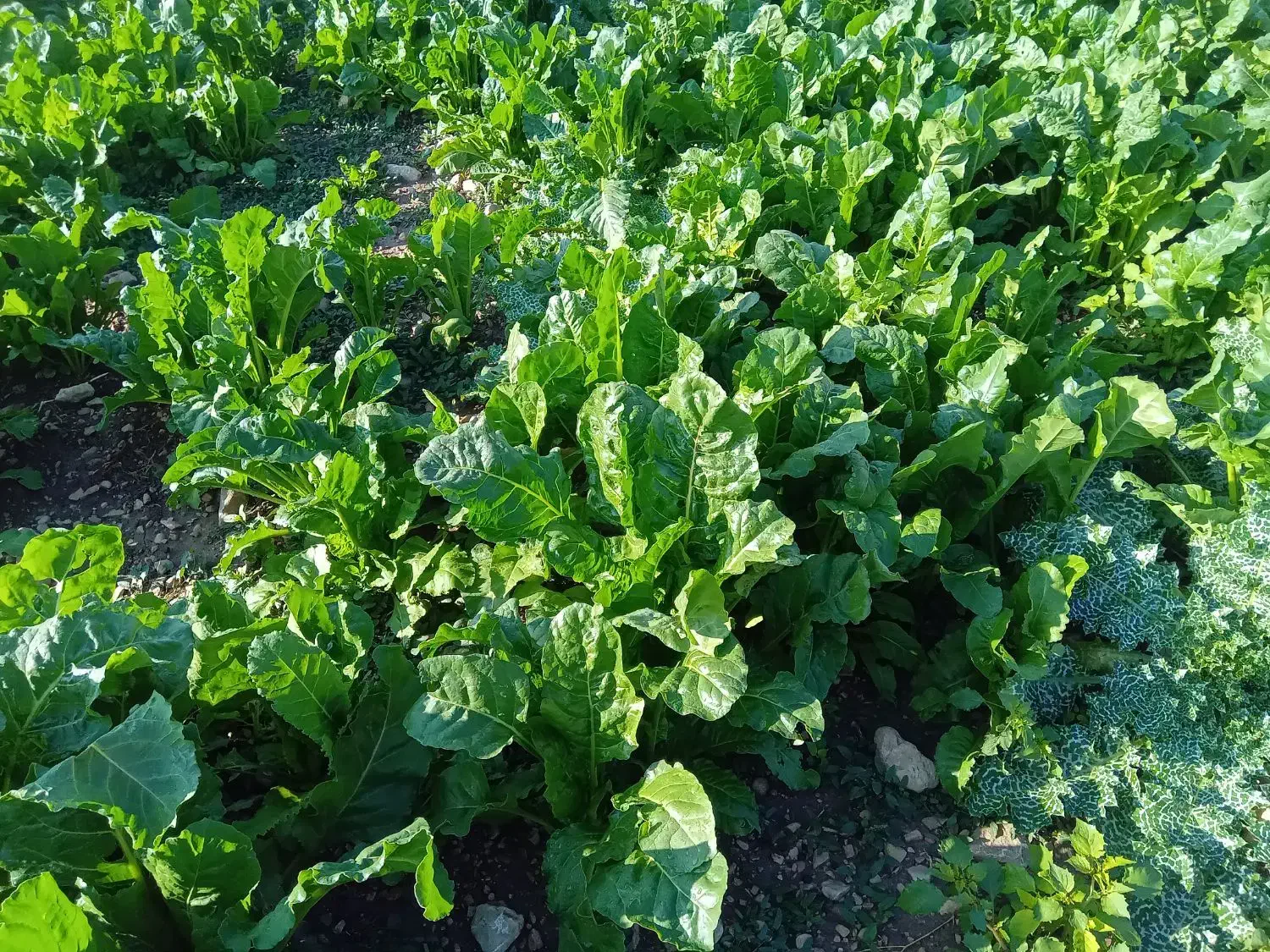 سبزی(زلق) تازه و درجه یک|خوردنی و آشامیدنی|قلعه شاهین, |دیوار