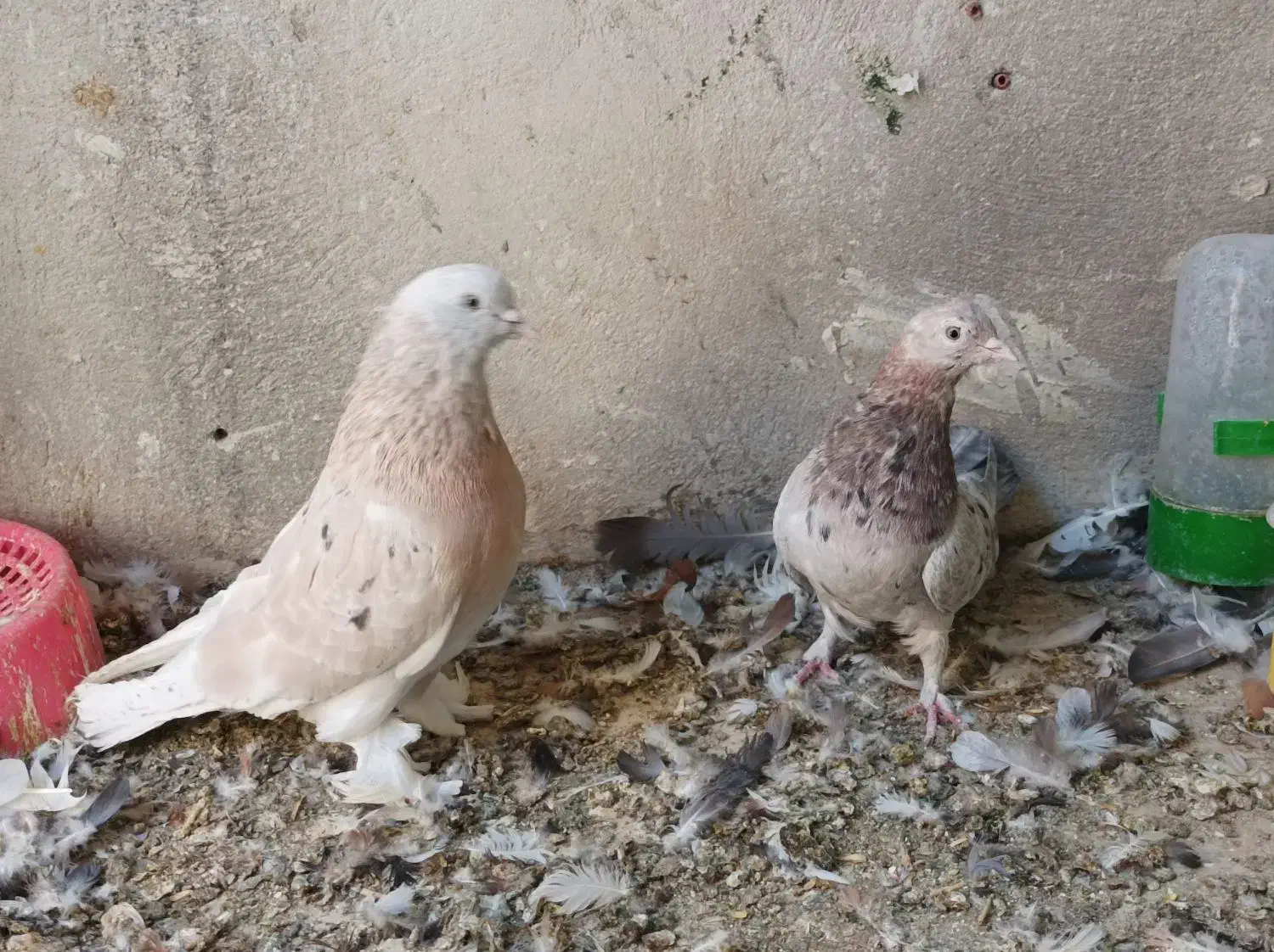 کبوتر سرور بزن|پرنده|زرقان, |دیوار