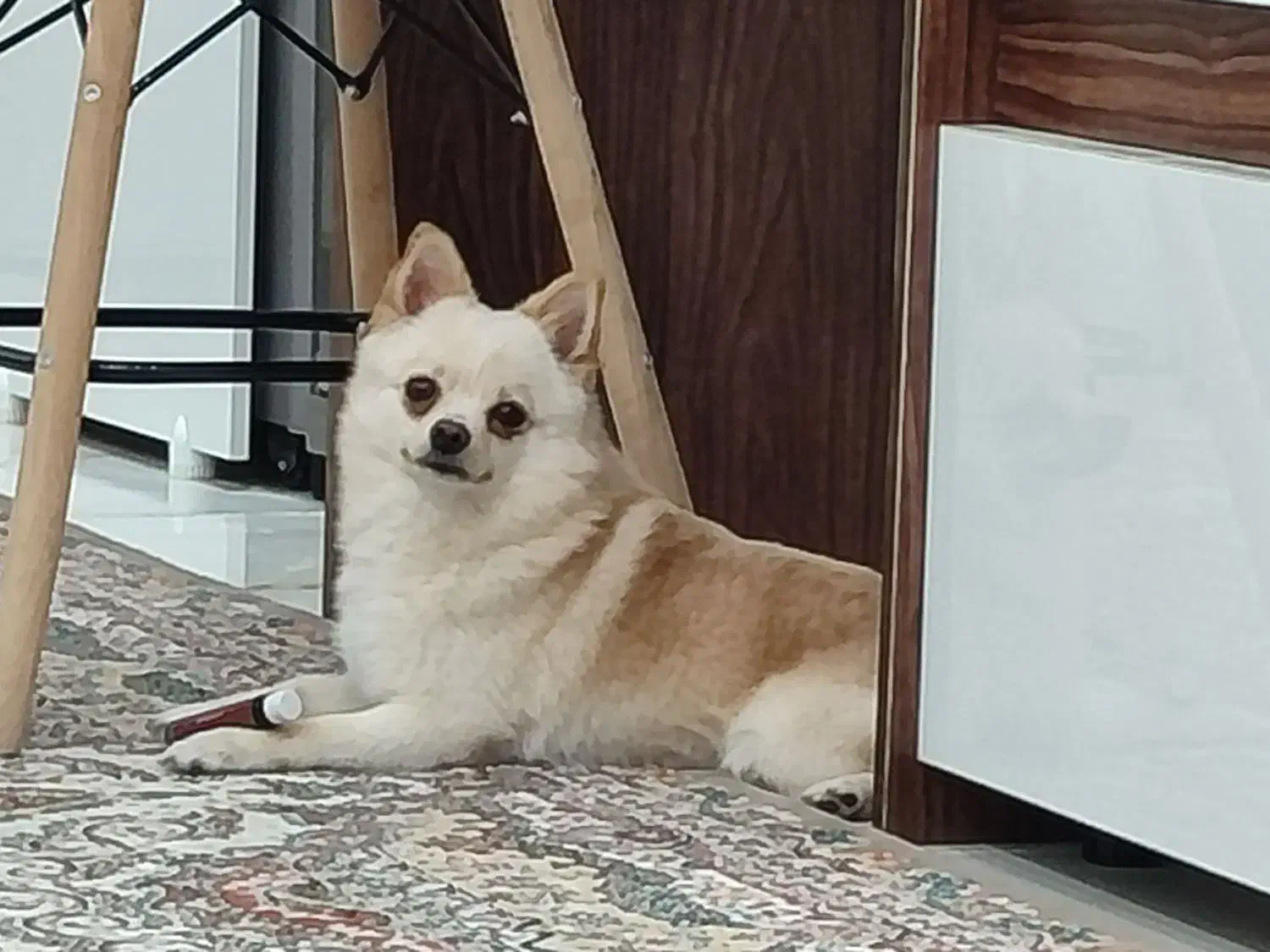 واگذاری دو قلاده سگ پاکوتاه خانگی|سگ|سبزوار, علمدار|دیوار