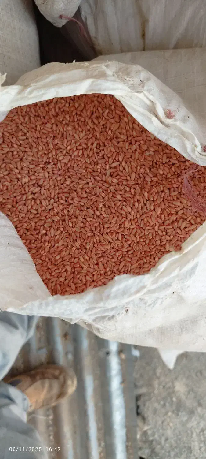 گندم آبی پیشگام|خدمات باغبانی و درختکاری|حسین آباد, |دیوار