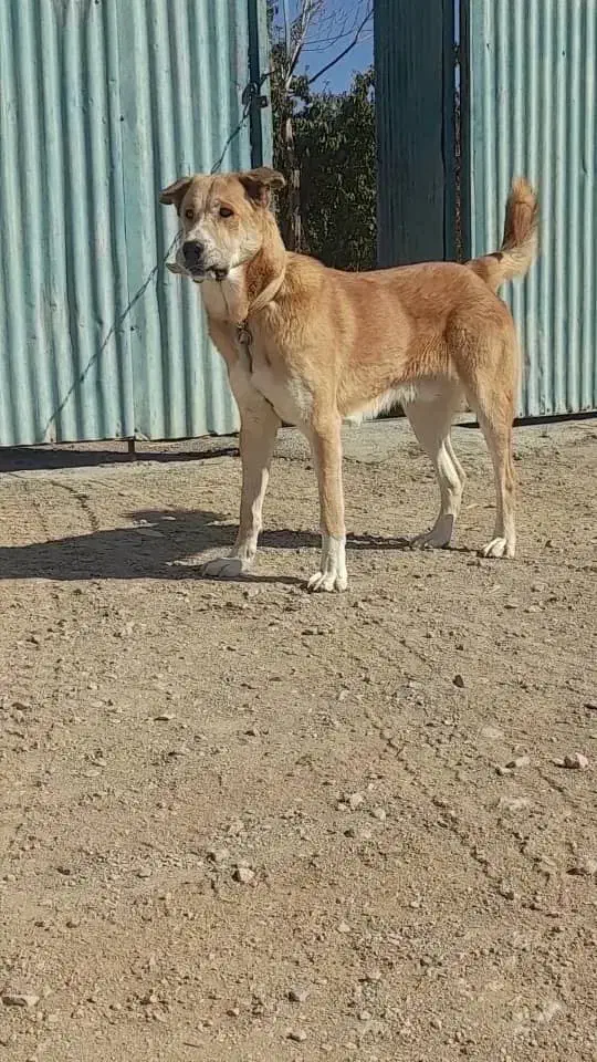 واگذاری سگ نگهبان عراقی|سگ|زاویه, |دیوار