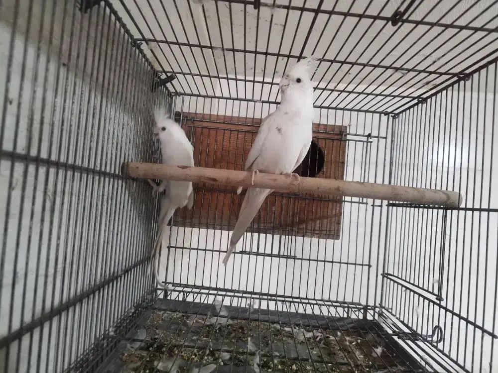 عروس هلندی آلبینو|پرنده|خورموج, |دیوار