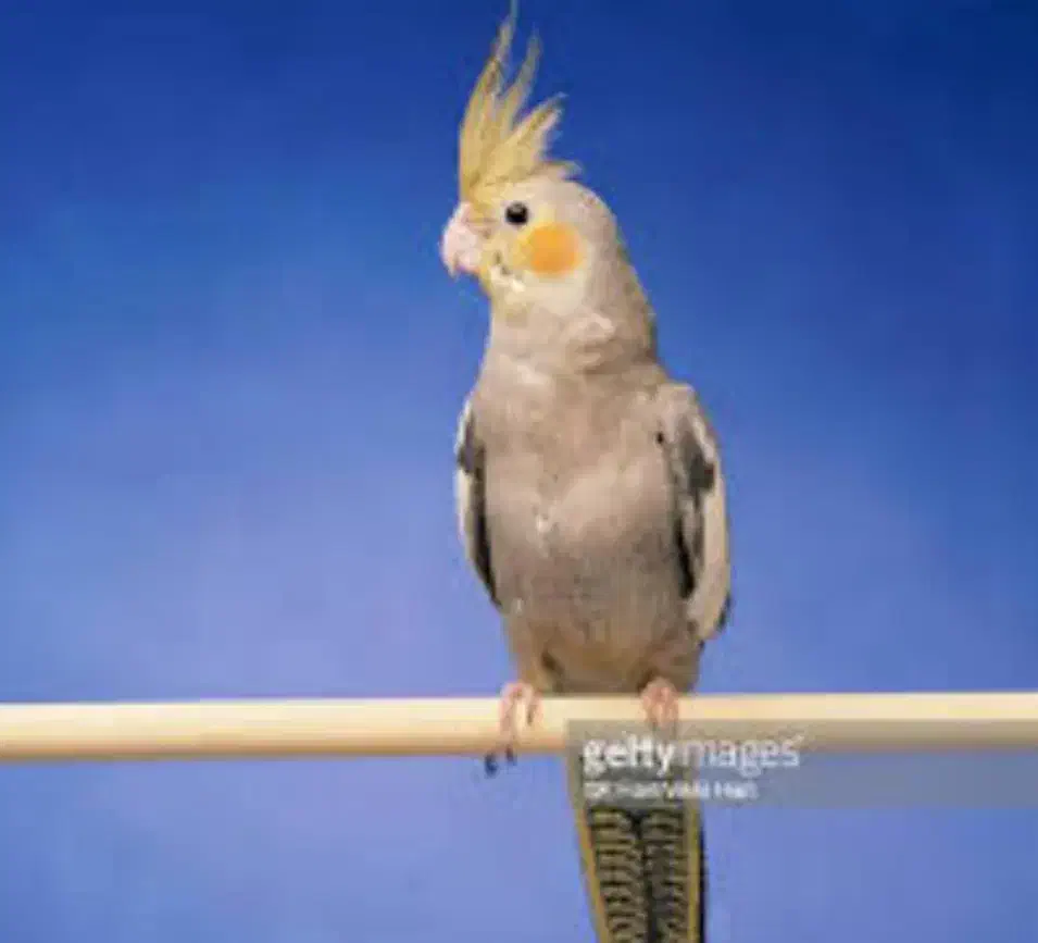 یک عدد عروس هلندی گم شده|حیوانات|تربت جام, اسماعیل آباد|دیوار