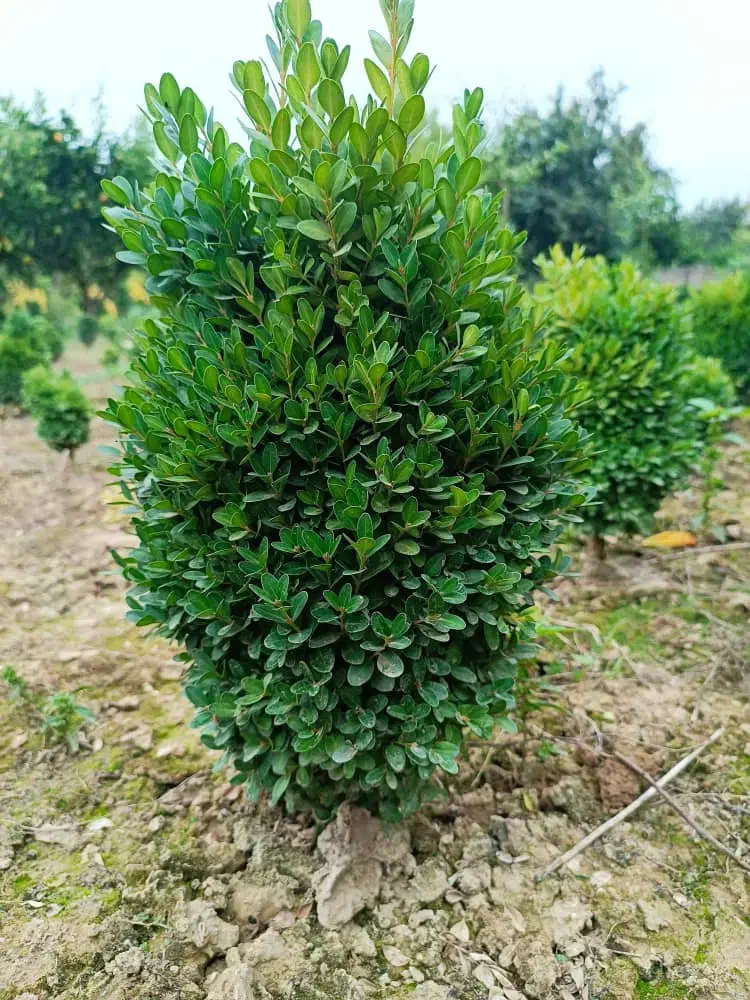 فروش عمده سیکاس و شمشاد توپی|عمدهفروشی|قائمشهر, |دیوار