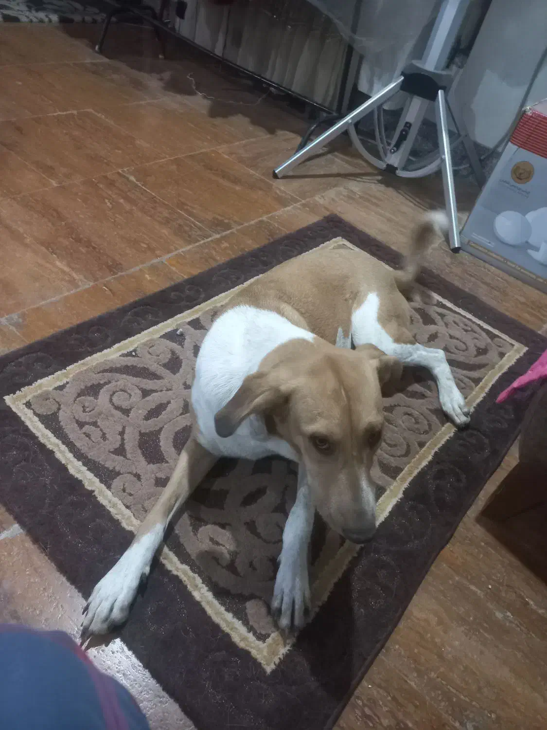 سگ نژاد میکس|سگ|ساری, |دیوار