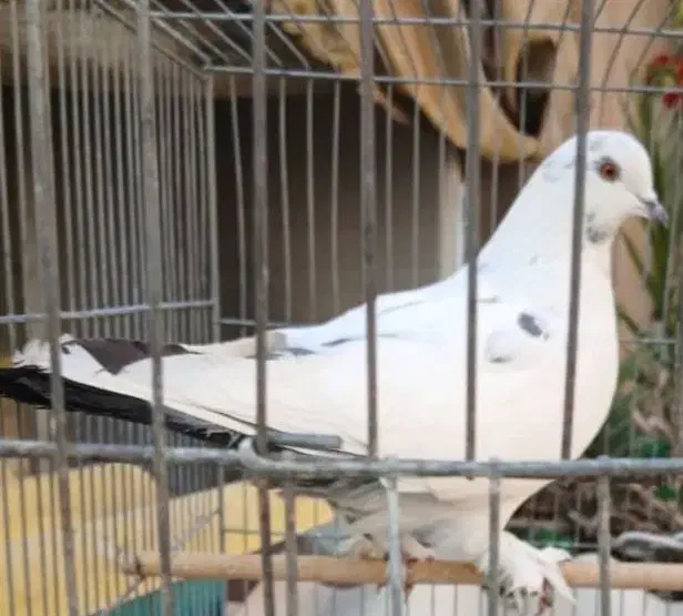 کبوتر|حیوانات|اصفهان, خرم|دیوار