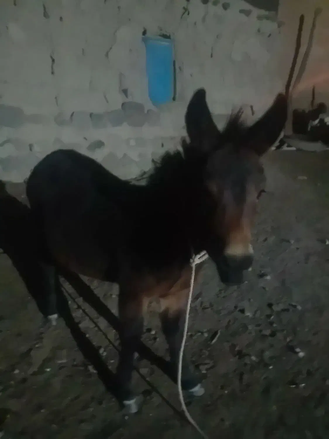 قاطر|حیوانات مزرعه|کوثر, |دیوار