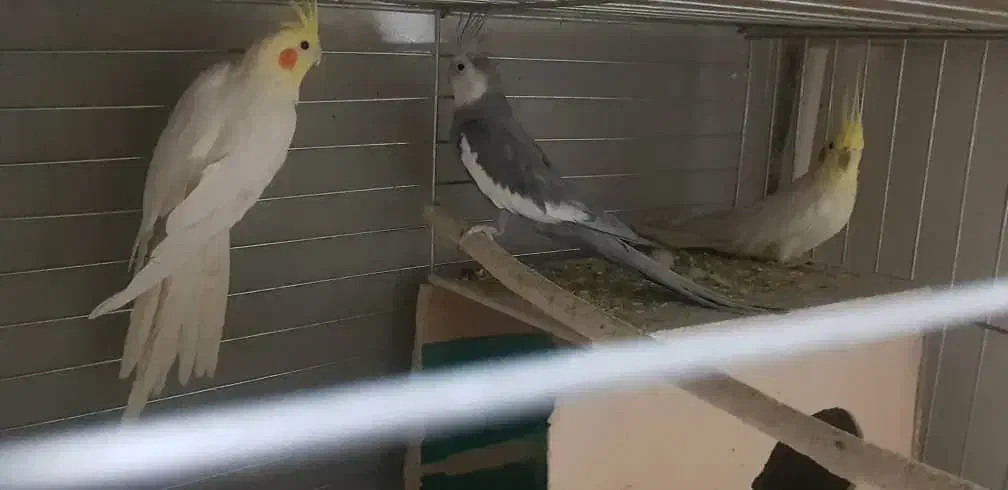 فروش چند عدد عروس هلندی|پرنده|سیرجان, |دیوار