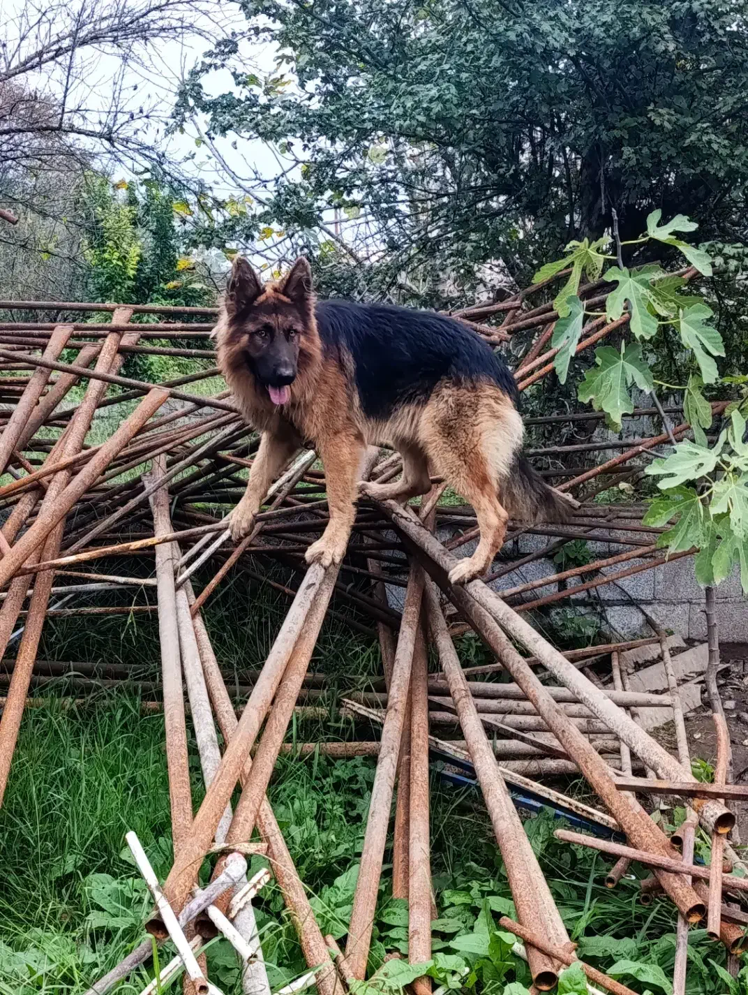 حیوان خانگی|سگ|رضوانشهر, |دیوار