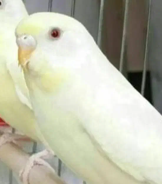 پرنده گمشده|حیوانات|صدرا-فارس, فاز ۱|دیوار