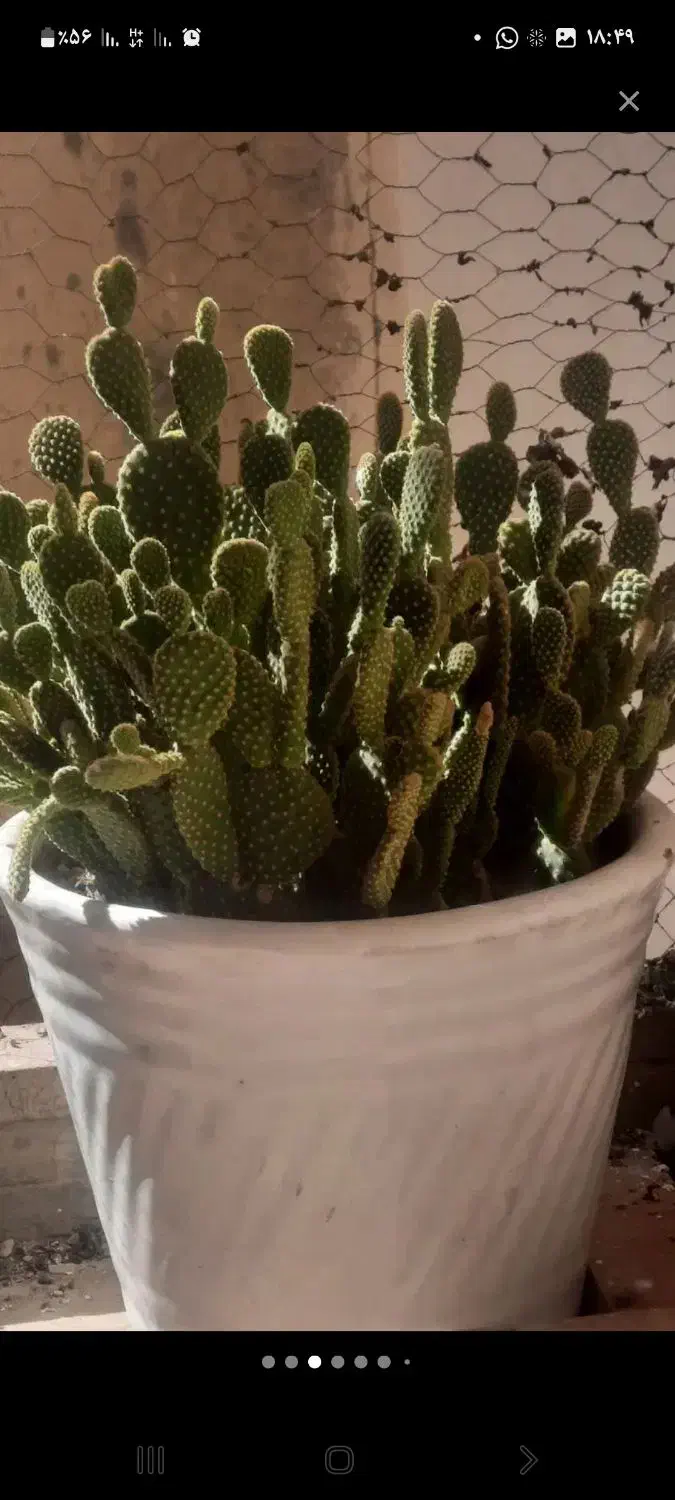 فروش نخل مرداب.کاکتوس.گل کاغذی.اشک تمساح|گل و گیاه طبیعی|کرمانشاه, |دیوار