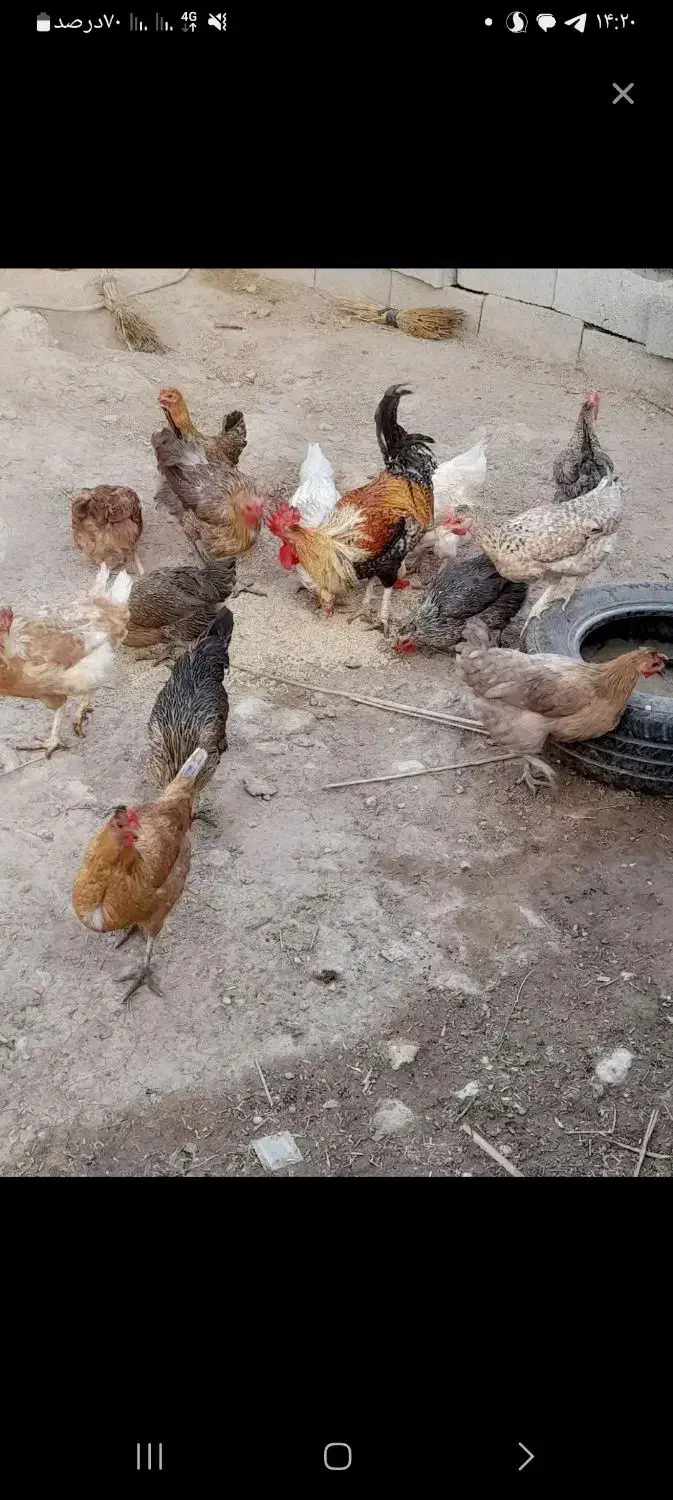 ۱۵ عدد مرغ محلی ک اولین بار تخم میزارن با ی خروس|حیوانات مزرعه|سوق, |دیوار
