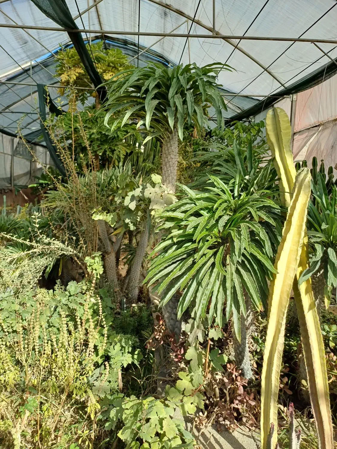 گل کاکتوس نخل ماداگاسکار|گل و گیاه طبیعی|بیستون, |دیوار