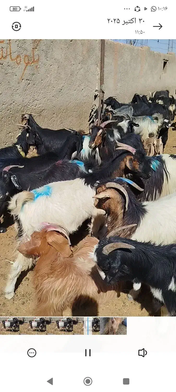 بز کهره دار داشتی روزگاری|حیوانات مزرعه|رحمتآباد, |دیوار