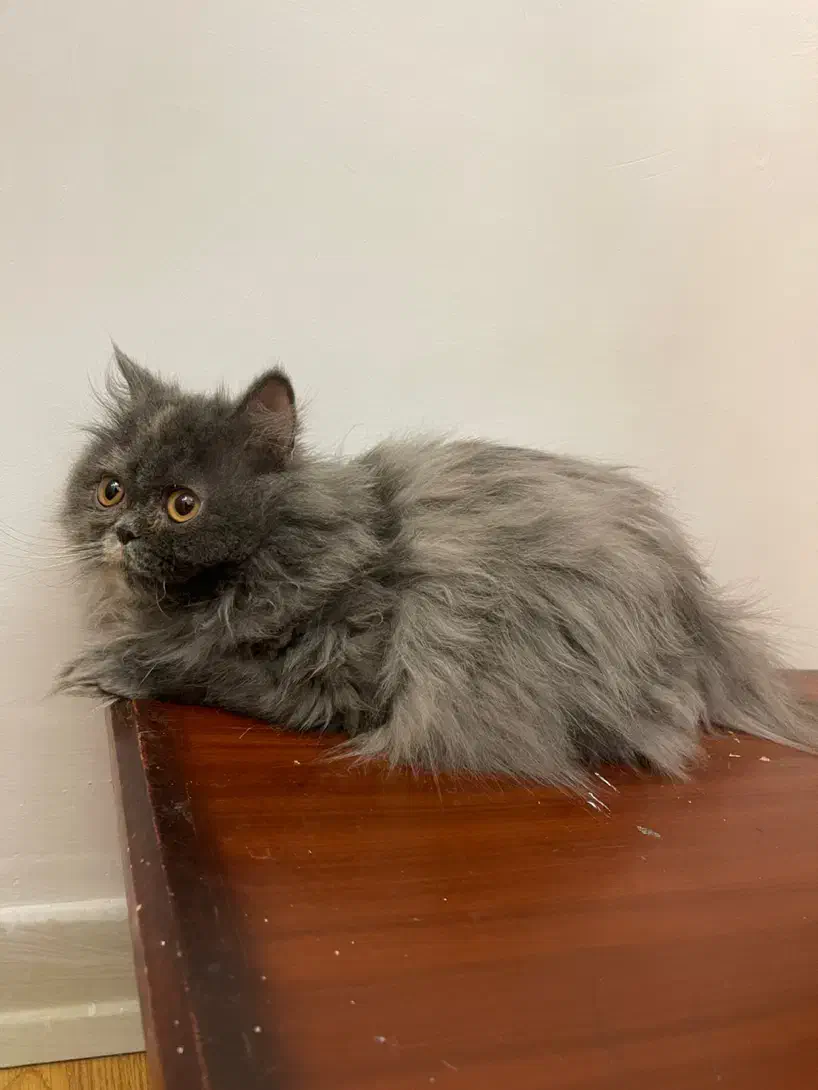 گربه پرشین اسکاتیش|گربه|زاهدان, |دیوار