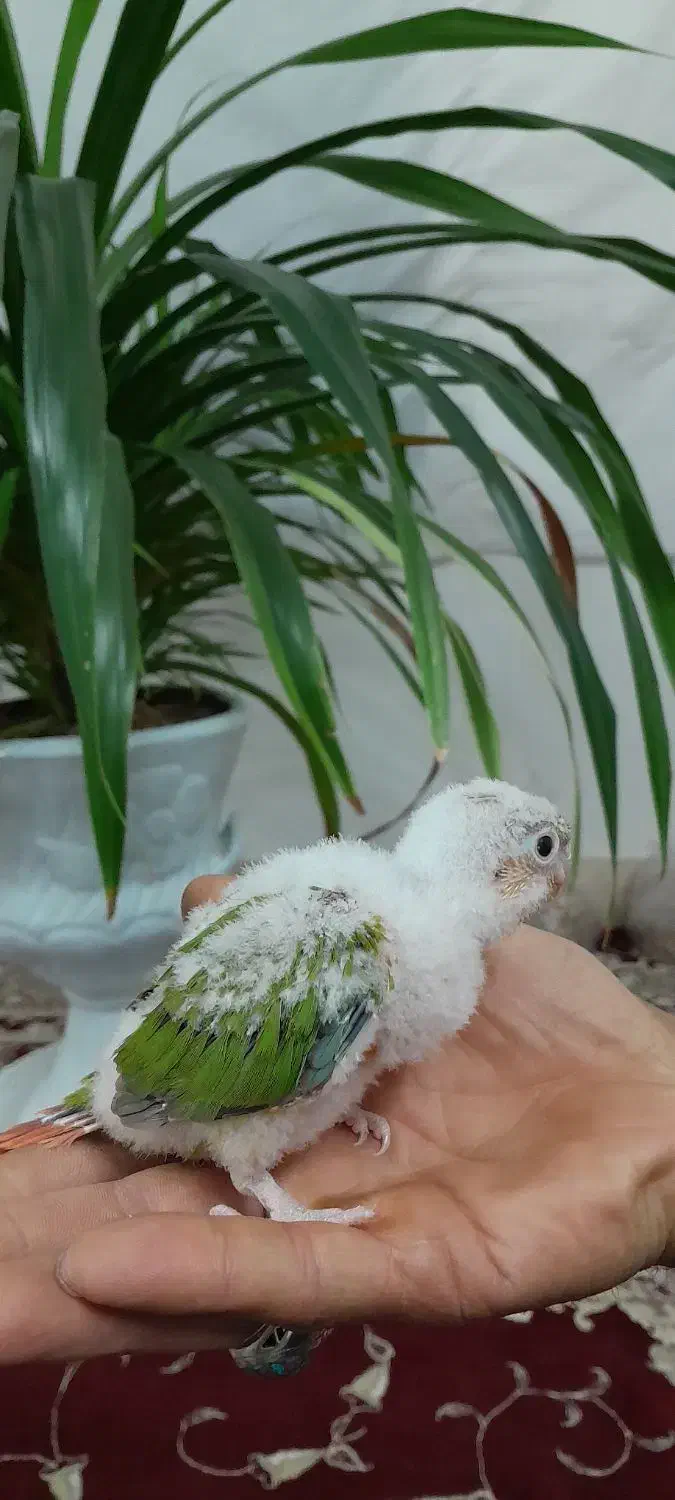 جوجه گرینچیک|پرنده|نیشابور, شهرک بهارستان|دیوار